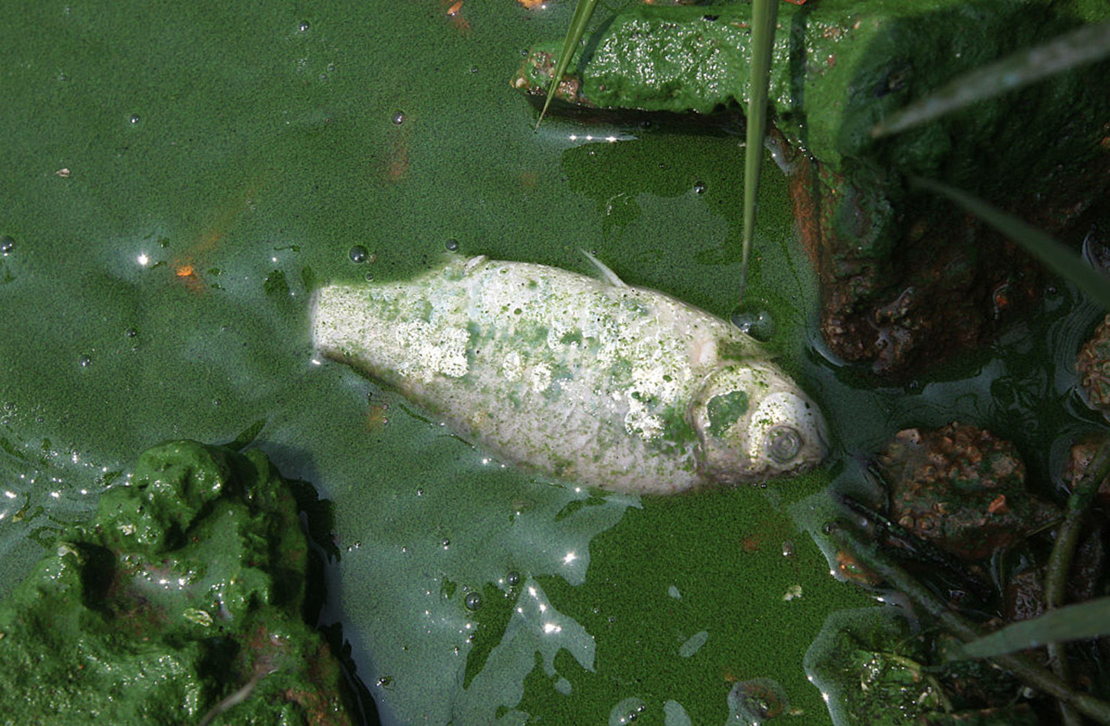 What is an algae bloom?